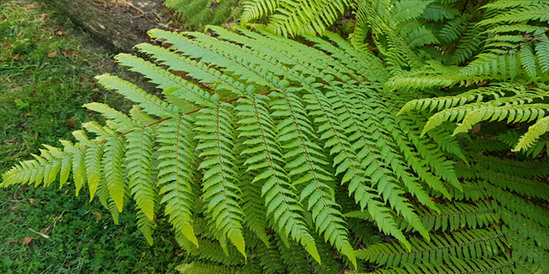 New Zealand Native Fern fronds in the sun