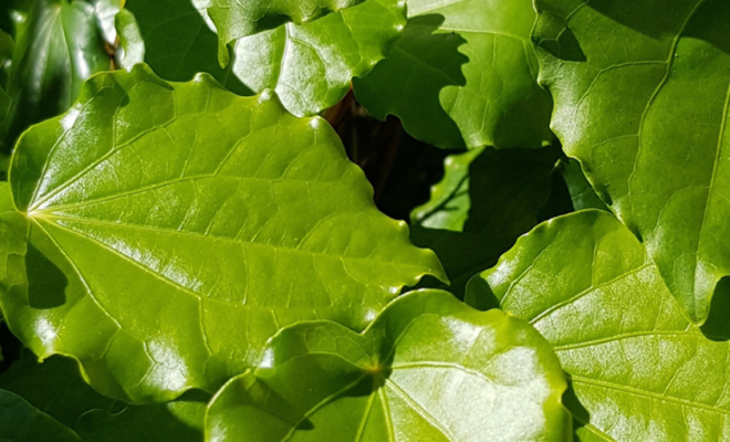 Kawakawa leaves