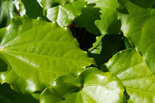 Kawakawa leaves